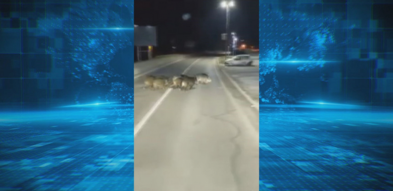 (VIDEO) Divlje svinje u šetnji ulicama Zvornika